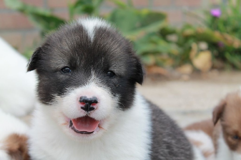 Enjoy The Trail - Chien du Groenland - Portée née le 19/07/2015